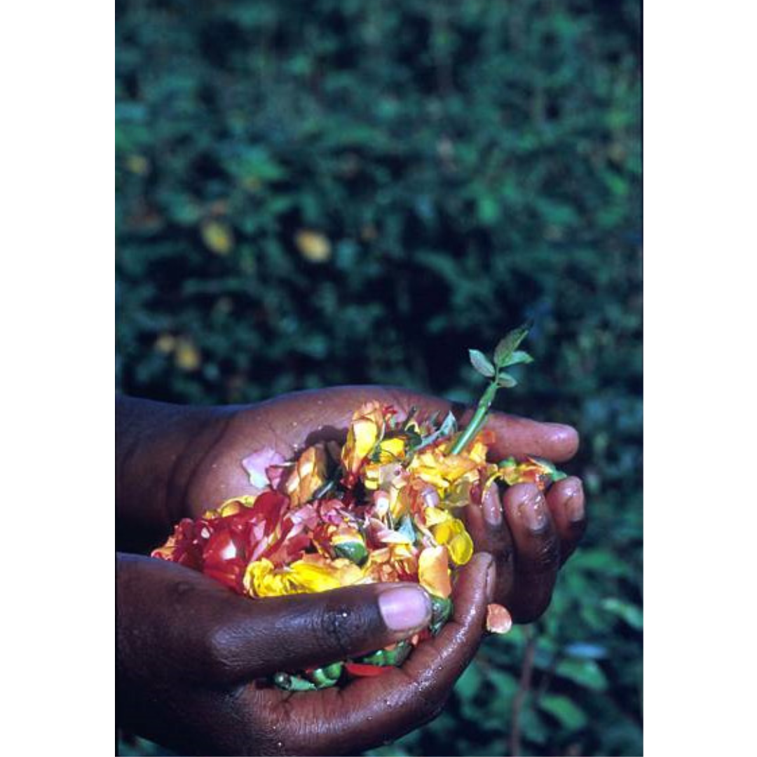 A pair of hands holding flower petals above the earth.